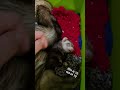 Doctah Milly ❤️ #ferret #pets #animals #animallovers #cute #adorable #ytshorts #funny #fluffy #hair