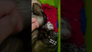 Doctah Milly ❤️ #ferret #pets #animals #animallovers #cute #adorable #ytshorts #funny #fluffy #hair