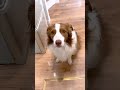 撫でられるのを心待ちしている犬をナデナデしたらキュン死しそうになった…【ボーダーコリー】 #shorts