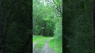 힐링 빗소리 뮤직 Healing rain sound, music 백색소음 ASMR | rain sounds