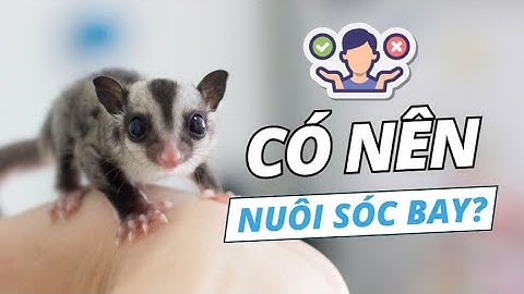 10 Lý Do KHÔNG NÊN Nuôi Sóc Bay Úc - Sóc Bay Úc Có Dễ Nuôi Không?