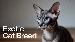 Oriental Shorthair Cats: The Most Talkative, Loyal, and Elegant Feline You’ll Ever Meet
