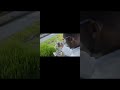 Hydroponics for Home Garden | Best & Easy Method for Beginners