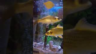 natural love music jubin nautiyal #song #love #kamalesh yadav