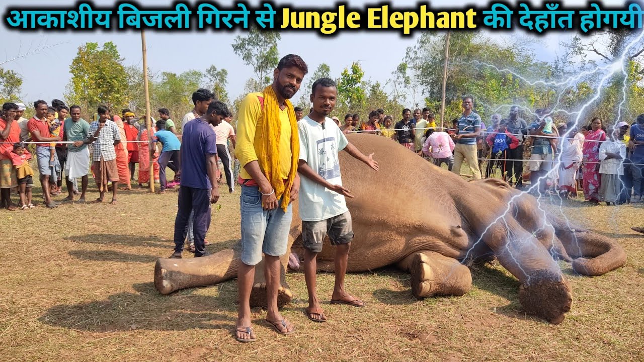 आकाशीय बिजली गिरने से Jungle Elephant Ki D-hant Hogai | Life में First Time हाथी को Touch करके देखा