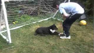 Staffordshire Bull Terrier In Goal