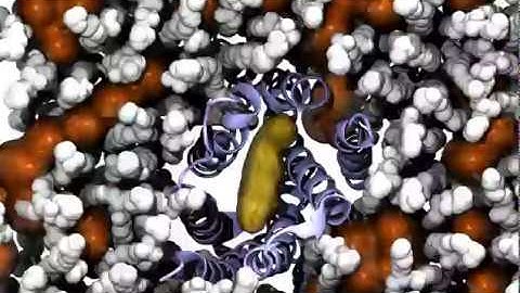 Cholesterol invasion into a G protein-coupled receptor