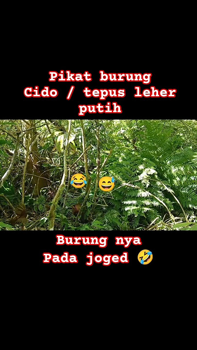 pikat burung cido /tepus leher putih #tepusleherputih #cido #bird #burunghutan #burungmasteran