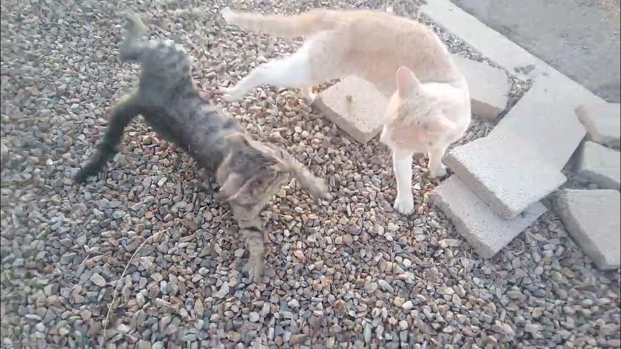 vicious cat fight 🐈🐱🐾😿🙀🐈‍⬛ catfight YouTube