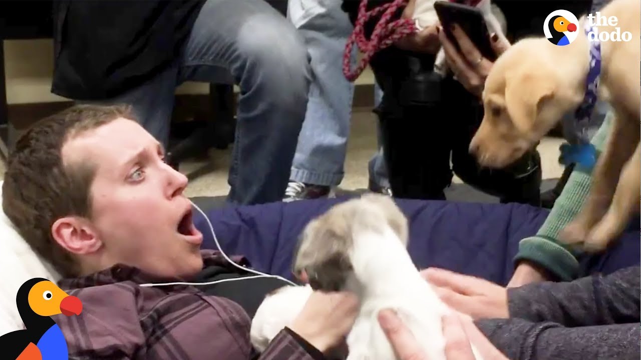 puppy paradise Woman With Cancer Surprised With Puppies | The Dodo