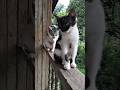 Cute cats #cat #cute #catshorts #kitten #cat