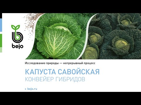 Капуста Савойская