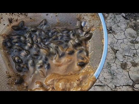 Rescuing a tadpole trapped in a small puddle, a surprising reaction