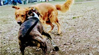 Pitbull Mix Pushes Golden Retriever Too Far At Dog Park