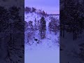 Winter Forest in Norway ❄️ | Silent Snowfall #norway #4knature #travel #fyp #ambient #foryou #winter