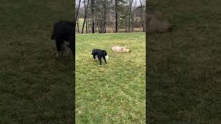 Emma was so happy to play with her new friends