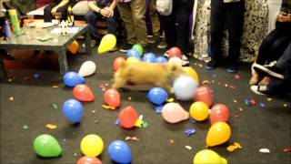 MUST SEE!  CALLY The Wonder Dog Destroys 150 Balloons in 2 Mins  Hilarious!