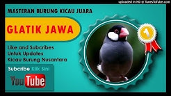 Masteran Kicau  Burung Gelatik Jawa Gacor  - Durasi: 14:56. 