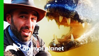 Coyote Has An Underwater Encounter With Wild Caimans! | Coyote Peterson: Brave The Wild