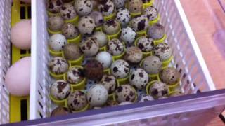 Esaka Bıldırcın Üretimi Kuluçkadan Ilk Çıkış
