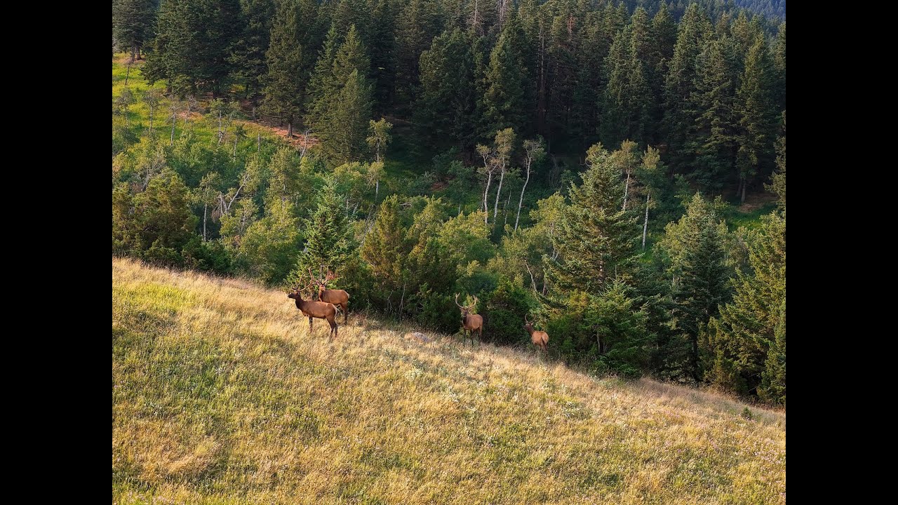 THE HERD | Running Elk Ranch - YouTube