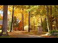 BEAUTIFUL AUTUMN COLOURS Canadian Countryside Foliage near Toronto Fall Colours 4K