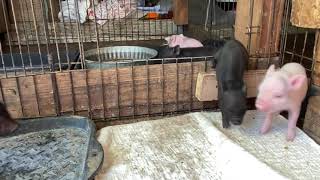 Mama Pig Comes to Rescue Her Squealing Piglet | SATX Pet Pigs