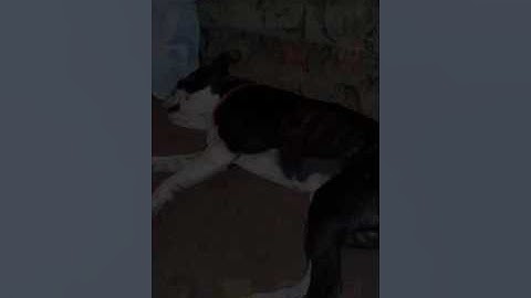 How to download Happy Wheels on android