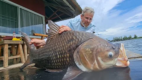 Watch the video about Giant Siamese Carp Fishing Thailand 2024- BKKGUY