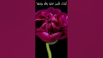 تلاوة هادئة تدخل القلب - صلاة الفجر الشيخ عبد الرشيد صوفي مقطع من #سورة_الحديد #قران_كريم