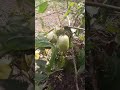 Ya esta Terminando La Cosecha De TOMATES EN HUERTO FACIL Y FAMILIAR