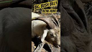 Big Billy goat bow hunt #archery #bowhunting #hunting