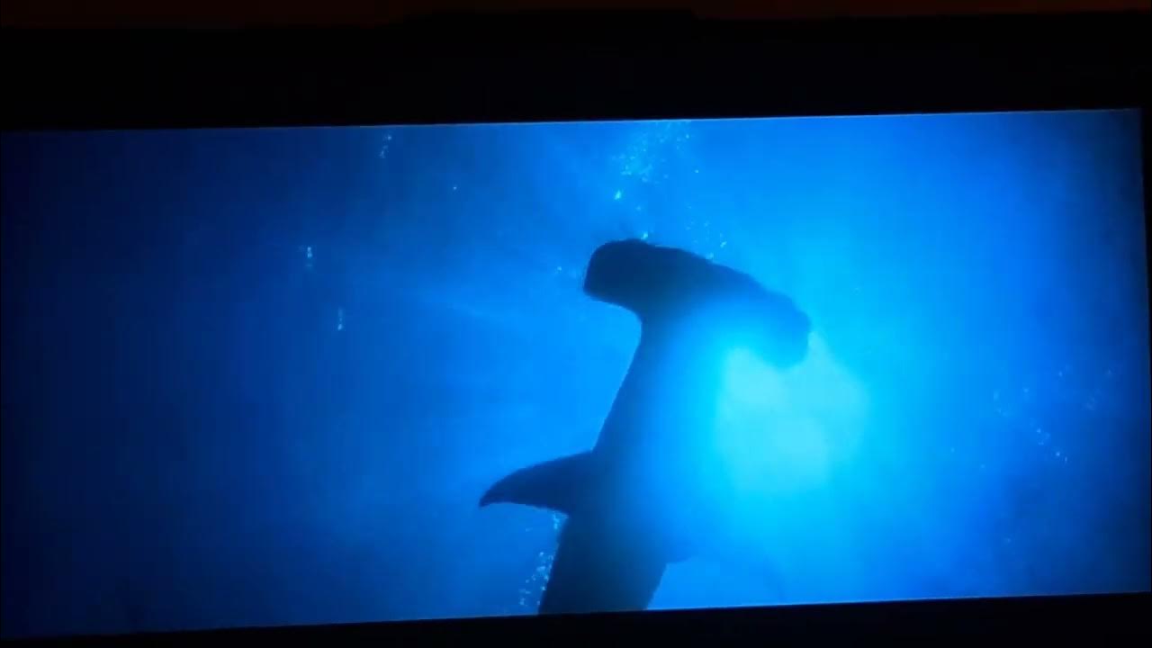 Flipper 1996 Hammerhead Shark Frist Appearances - YouTube