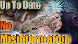 Chahoua Gecko Care Guide 2024
