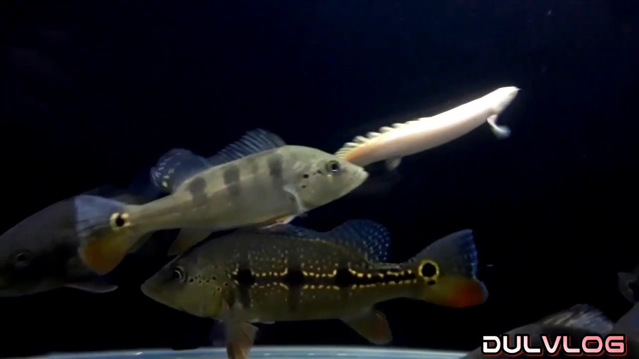 DULVLOG - HUNTING IKAN PREDATOR DI PASAR IKAN HIAS JATINEGARA 