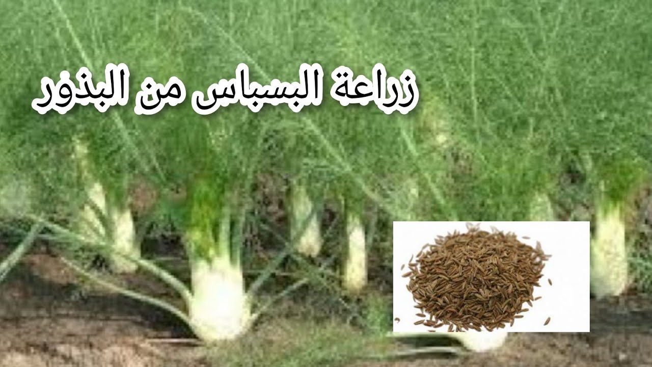 زراعة البسباس |الشمر|من البذور خطوة بخطوة بالتفصيل .