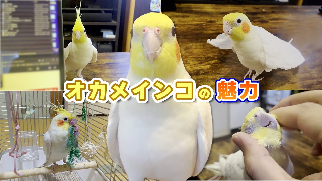 【永久保存版】オカメインコのかわいい瞬間だけを集めてみた【たまちゃんねる】