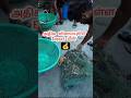 அதிக விலையுள்ள Export மீன் 🐟💰 | Fishermen Lucky Day ₹₹₹ #Shorts #fishing