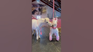 They are twins😍 Ella is happy, they are almost identical🦄 #shorts #pony #horseriding #equestrian