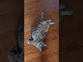 #cat#love#meow