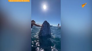 メキシコ　観光客のボートにクジラが挨拶