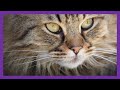 GUESS THE CAT BREED | HOW MANY DO YOU KNOW? | PICTURE QUIZ | QUIZ FANATIC