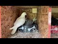 2020 roller pigeon breeding loft (it’s breeding season!!!)