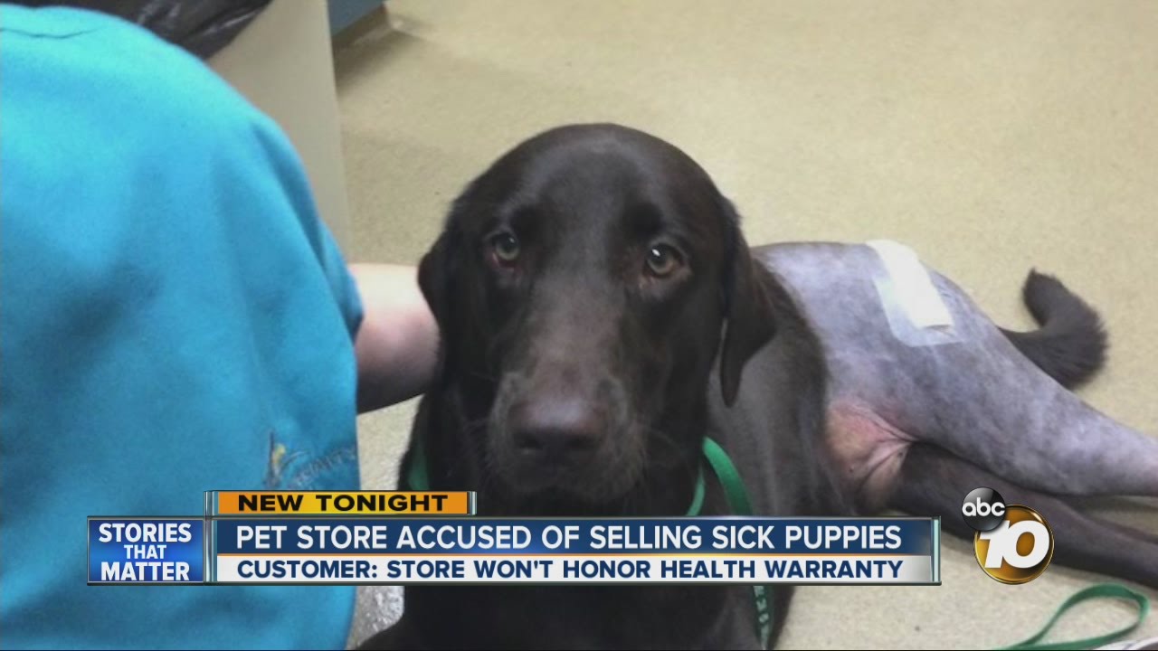 Pet store accused of selling sick puppies YouTube