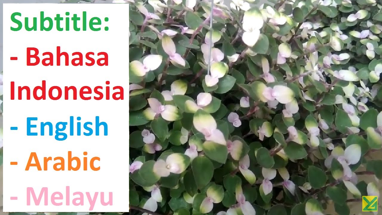 Koleksi tanaman hias Daun Kribo Sedum morganianum warna 