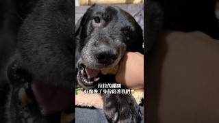 領養小唄狗 卻有拉拉熟悉的模樣.ᐟ.ᐟ 像失去很久的陪伴又悄悄回到身邊❤️#shortvideo #youtube #dog #love #狗狗 #毛孩 #小狗 #寵物 #推薦 #可愛 #領養