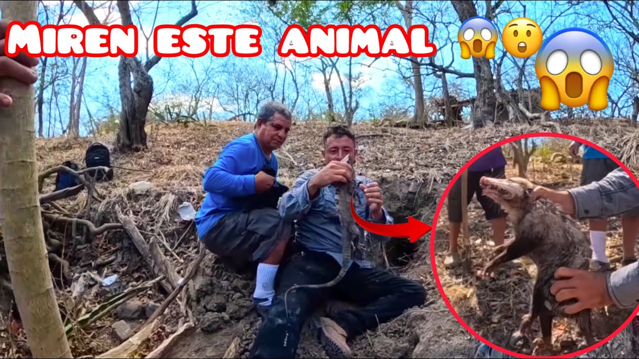 ESTE GARROBO ESTAVA ACOMPAÑADO  DE OTRO ANIMAL 😱😱😲