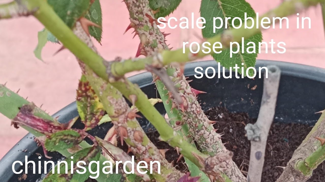 Scale problem in your rose plants here is treatment #rosecaring #scale ...