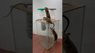 Best Homemade Mouse Trap Ideas // Mouse Trap 2#Rat #Rattrap #Mousetrap #Shorts