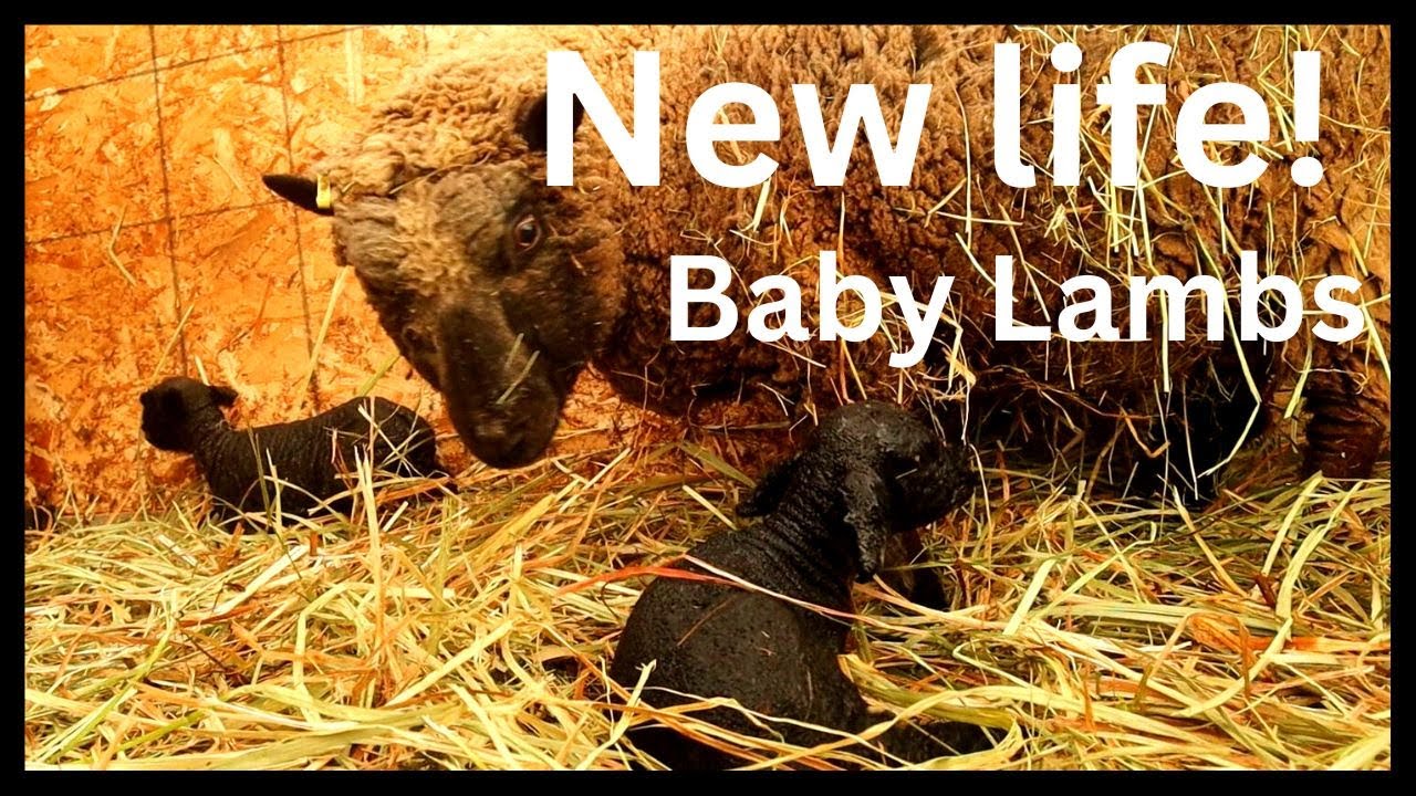 Well I set up the lambing pens just in time! baby lambs born!